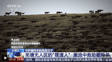 高原管护员轮番跳进6℃刺骨河水 父子搭临时点守护藏羚羊幼崽脱险