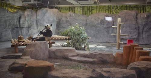 北京动物园熊猫新馆明日正式迎客