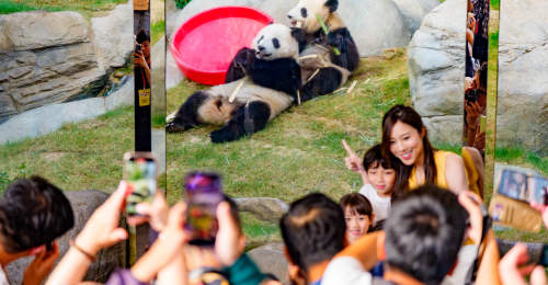 香港海洋公园推出系列活动庆祝6只大熊猫生日