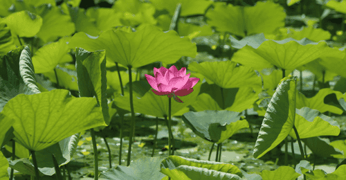 夏荷盛放！玉渊潭公园限定美景上线——