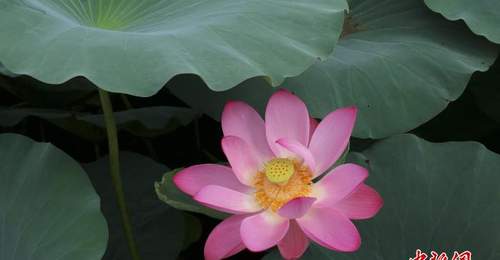 浙江绍兴:莲花盛放美如画 游人泛舟赏景
