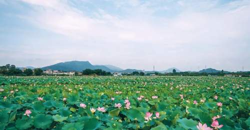 这个夏天，“荷”你相约！