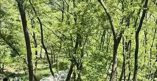 泰山刀片式隔离网,拆除计划公布