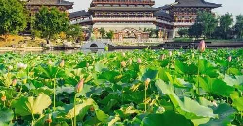 洛阳夏日赏荷地图上线!