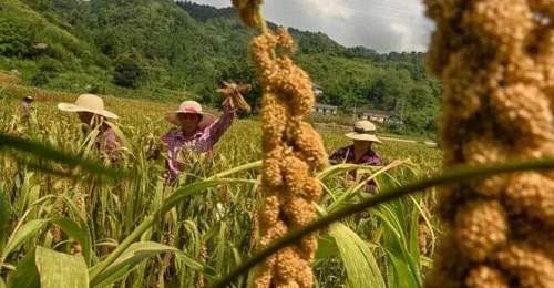 一碗小米粥里的气象风味