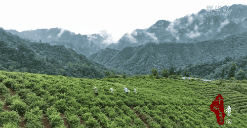 千城百县看中国|湖南张家界:一叶莓茶带富一方人