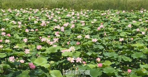 哈尔滨夏季赏荷最佳时间及地点推荐