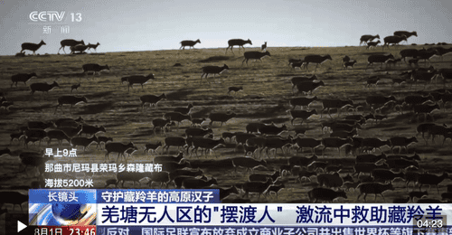 高原管护员轮番跳进6℃刺骨河水 父子搭临时点守护藏羚羊幼崽脱险