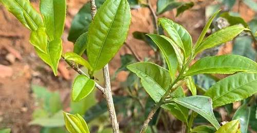 滇西沿线多元茶马古道活动 沉浸式体验古茶路文化魅力