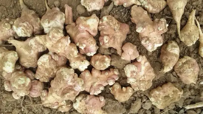 亲手解锁清甜滋味 多元吃法玩转日常烟火里的洋姜