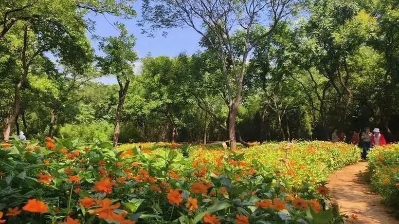 济南千佛山景区:双园花海 向阳而开