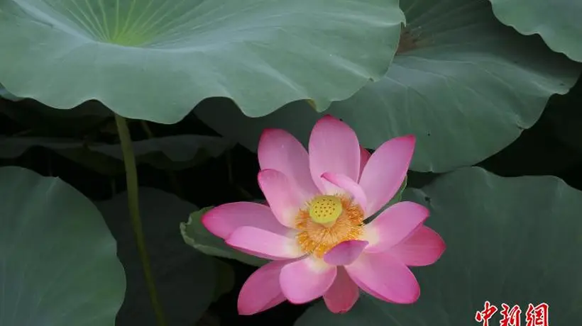 浙江绍兴:莲花盛放美如画 游人泛舟赏景