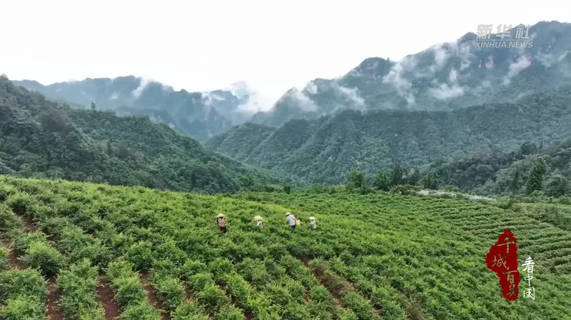 千城百县看中国|湖南张家界:一叶莓茶带富一方人