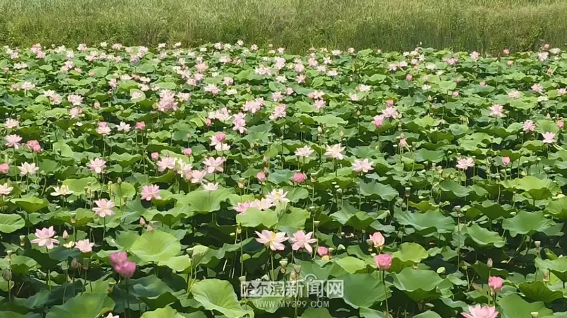 哈尔滨夏季赏荷最佳时间及地点推荐