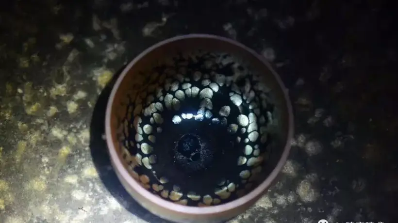 来场茶树旅行 记录茶香里的时光与心境