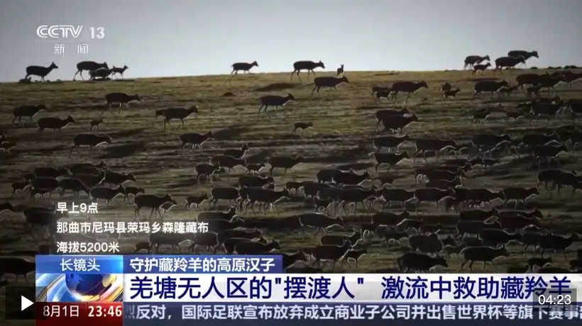 高原管护员轮番跳进6℃刺骨河水 父子搭临时点守护藏羚羊幼崽脱险