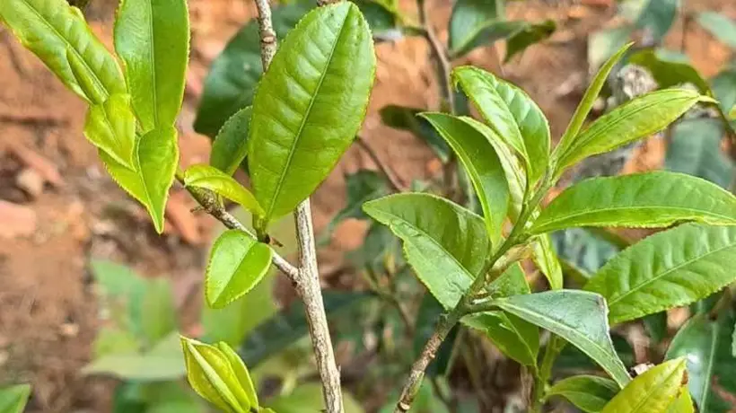 滇西沿线多元茶马古道活动 沉浸式体验古茶路文化魅力