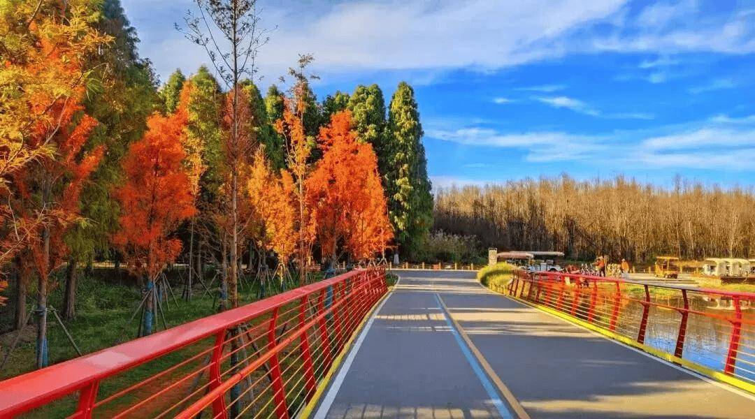 不要浪费昆明的雨天！7条专线带你解锁滇池湿地限定美景