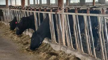 齐齐哈尔烤肉为啥吃着香嫩多汁？原来和牛种饲养处理全挂钩