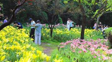 济南红叶谷景区30万余株百合花次第绽放