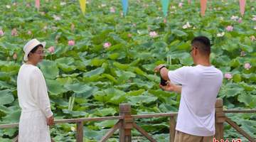 宁夏银川鸣翠湖荷花绽放引游人