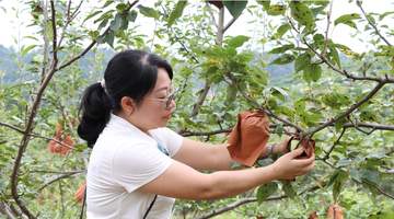 贵州独山百泉湖村梨园开启自助采摘迎客潮