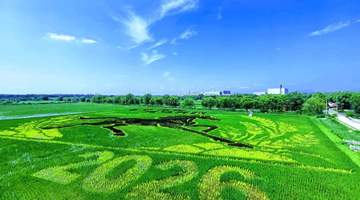 北京丰台王佐佃起村稻田画到最佳观赏期,多元田园盛景邀你共赴夏日清凉体验