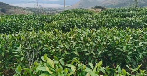 从一芽难求到连梗带叶皆是宝 温州抹茶带来“海的味道”