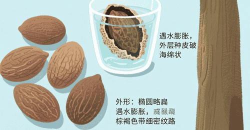 药食推荐丨润喉化痰、润肠通便的植物种子,KTV“麦霸”必备