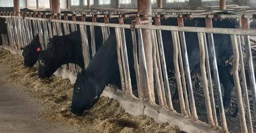 齐齐哈尔烤肉为啥吃着香嫩多汁?原来和牛种饲养处理全挂钩