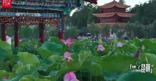 绝了昆明(110)|夏日顶流荷景,在大观楼误入藕花深处