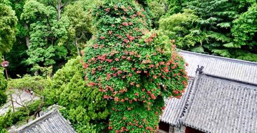 盛夏仙境花满古柏!崂山太清百年凌霄绚烂绽放