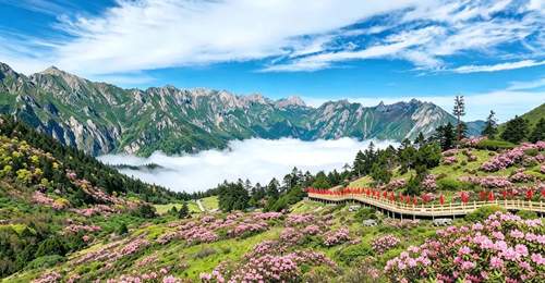 走,去雷古山顶赴一场杜鹃花约
