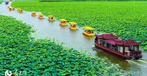 “荷”你有约 第五届周口荷花节暨文旅消费季启幕