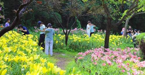 济南红叶谷景区30万余株百合花次第绽放