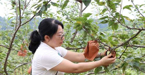 贵州独山百泉湖村梨园开启自助采摘迎客潮