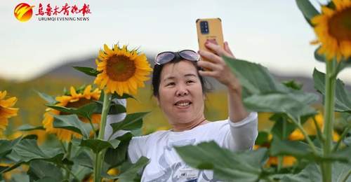 乌鲁木齐千亩食葵花海引客打卡 背靠雪山沉浸式体验田园趣