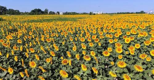 盛夏赴庆阳董志塬花海之约 市民游客在200亩金黄葵田中解锁多元夏日体验