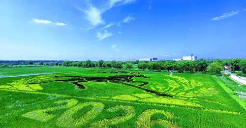 北京丰台王佐佃起村稻田画到最佳观赏期,多元田园盛景邀你共赴夏日清凉体验