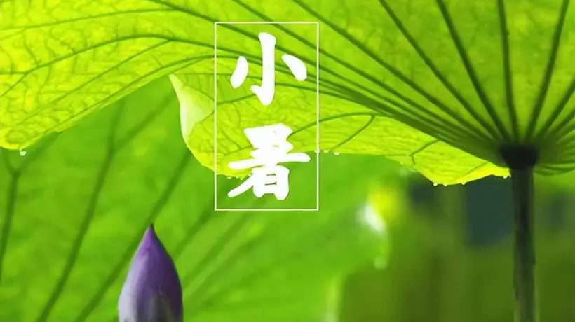 小暑将至,不懂吃就亏了,这5种食材建议常吃,老人说赛过喝参汤!