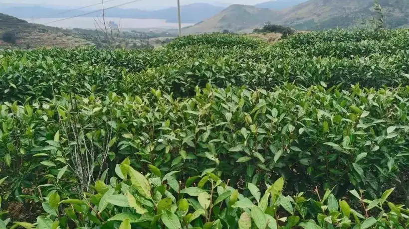 从一芽难求到连梗带叶皆是宝 温州抹茶带来“海的味道”