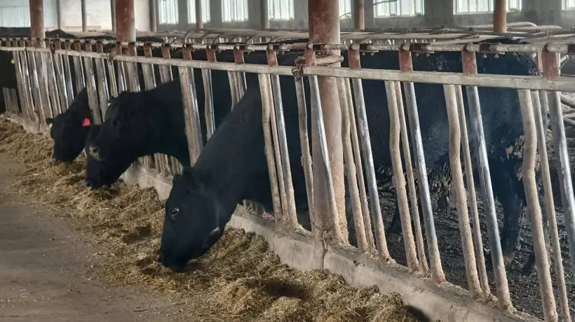 齐齐哈尔烤肉为啥吃着香嫩多汁？原来和牛种饲养处理全挂钩