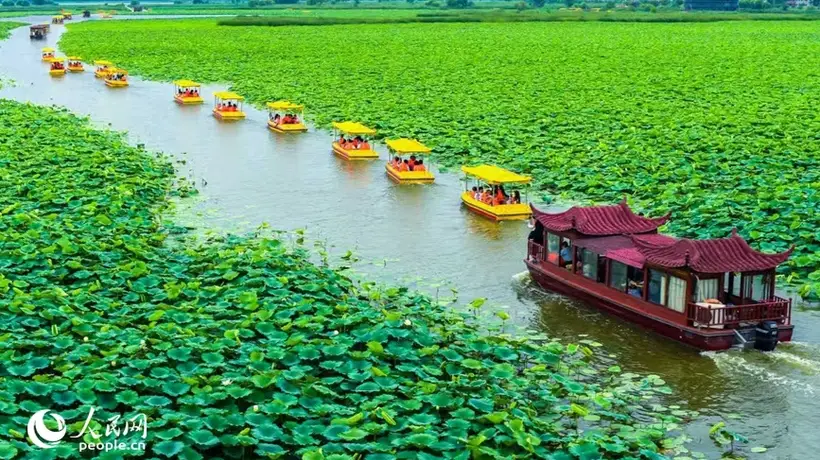 “荷”你有约 第五届周口荷花节暨文旅消费季启幕