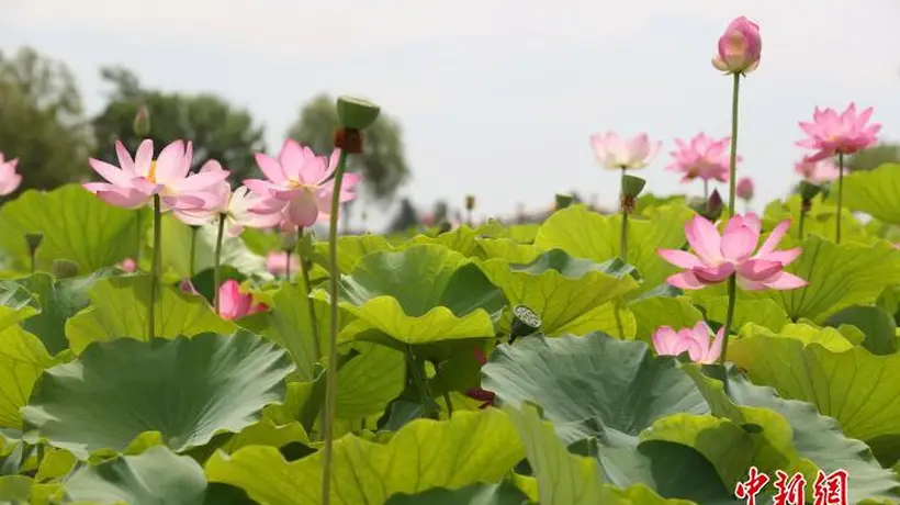 荷韵十载引客来 鸣翠湖荷花节启幕点燃夏日文旅消费热
