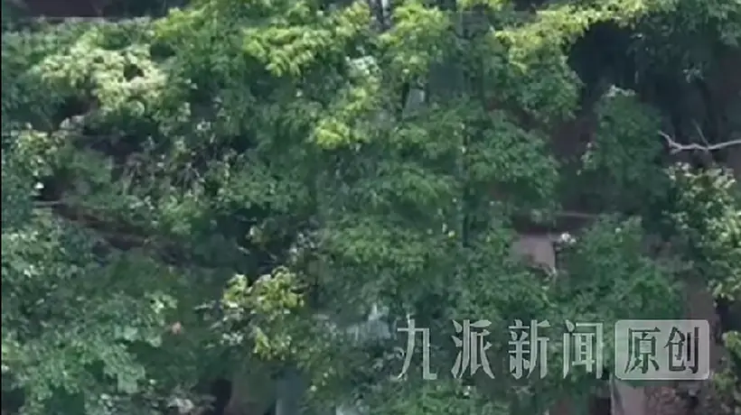 动物园新设施：360度观虎隧道料将于18号正式开放