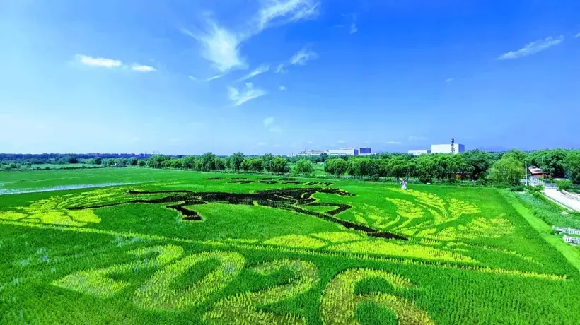 北京丰台王佐佃起村稻田画到最佳观赏期，多元田园盛景邀你共赴夏日清凉体验