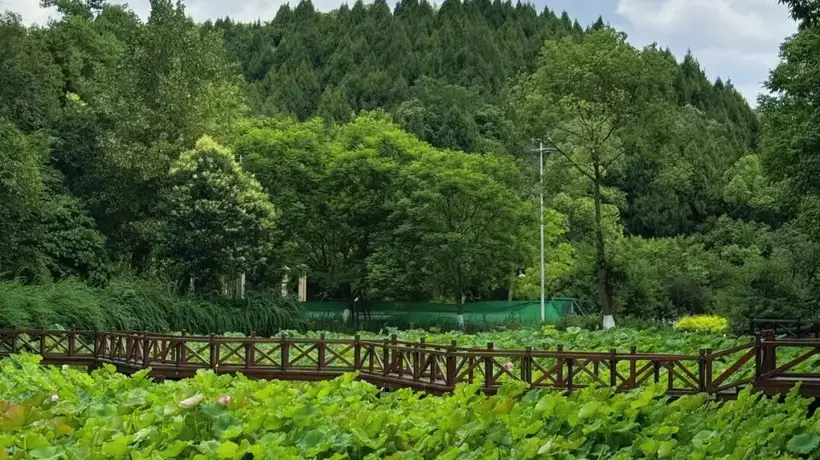 德阳夏日多元赏荷地 多站点共赴清凉荷香体验