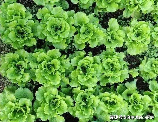 分享6道家常小炒，食材新鲜有营养，减轻肠胃负担，轻松过大年