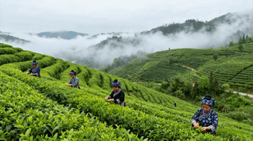 生甡川“万里茶道”文化IP突围，成功摘得青砖茶领域中国驰名商标