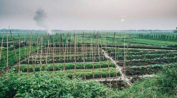 夏天随处可见的时令野菜！清爽适口，夏季轻养别错过
